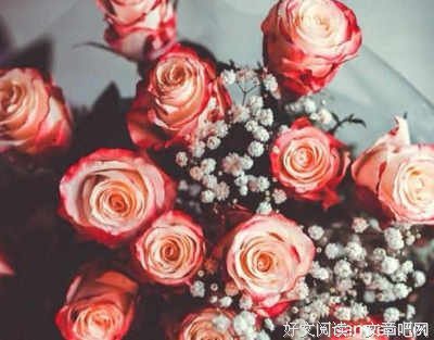 《柳禾语录》佳句摘抄