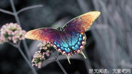最全的《夏末浅初》经典句子