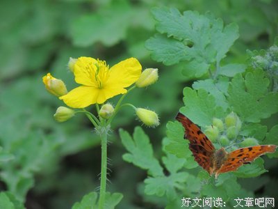 诗情