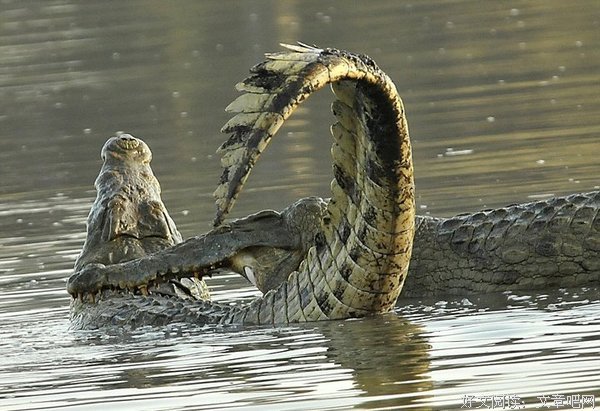 最经典的尼罗的名句