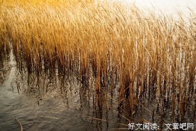 最经典的屈原的名句