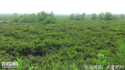 有关海桑名言