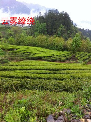 关于毛尖名言大全