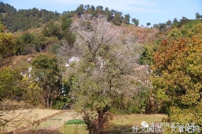 最新的《忍冬》小说句子大全
