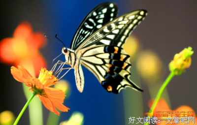 《蝴蝶》经典句子大全