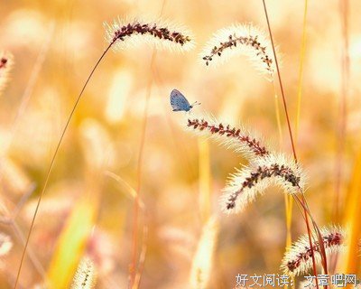 关于作文素材的优美句子