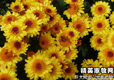 有关李商隐经典句子