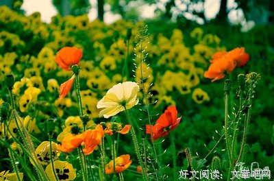 最全的《虞美人》名句欣赏