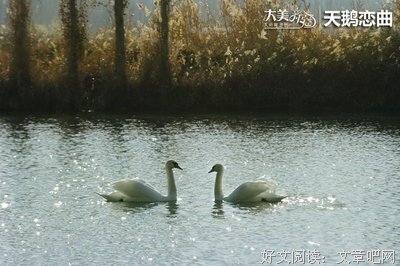 最全的《长相守》经典语句