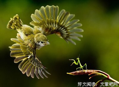有关福楼拜的名言名句