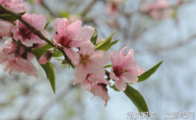 随风去的优美句子