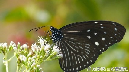 有关饶雪漫名言名句