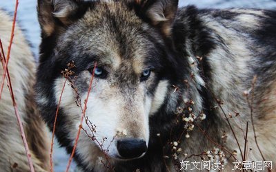 最全的《狼的恩赐》经典语录