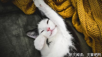 最全的微笑的猫精彩语录