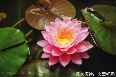 未央长夜的名句