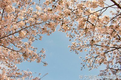 《樱花落海洋》语录摘抄