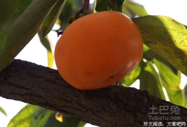 西风凋碧的句子
