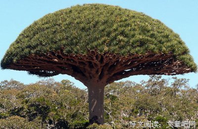有关香龙血树名言大全