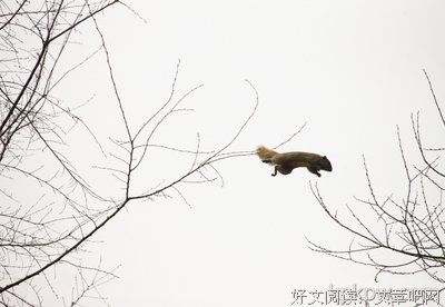 愤怒的松鼠的名言