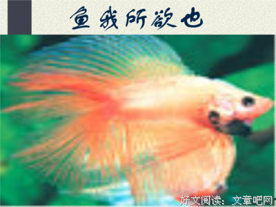 最经典的《你，我所欲也》小说句子