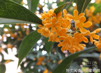 描写八月桂的语句摘抄