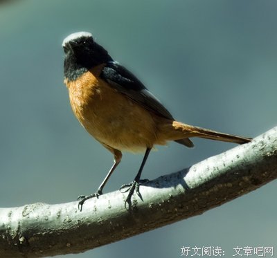 花自飘零久经典的句子