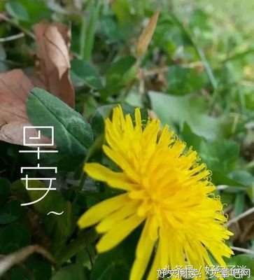 鸡汤的优美句子