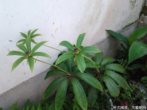 最新的七叶一枝花姜姜名言警句