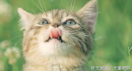 《总裁的替身前妻》经典的句子大全
