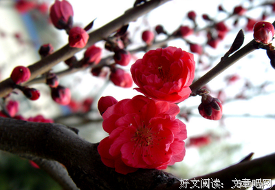 最全的《我与梅花两白头》经典语录大全