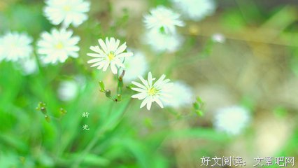 最全的《我喜欢你是寂静的》经典语句