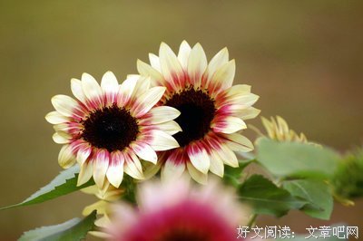 关于凯勒的唯美语录