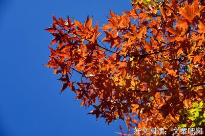最全的《我的青春恋爱物语果然有问题》名句欣赏