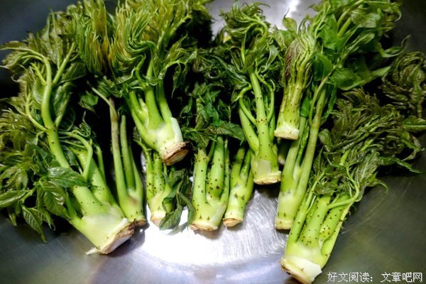 关于刺嫩芽名言