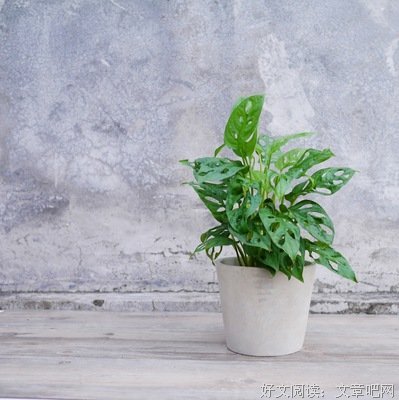 最新的叶迷的名言