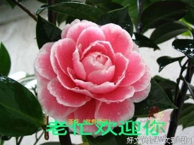 最经典的《遇见好实茶花》好段摘抄大全