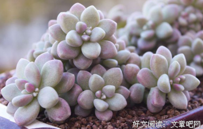 关于小巧玲珑名言名句