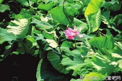 人生百味是清欢，痴心见于天地间