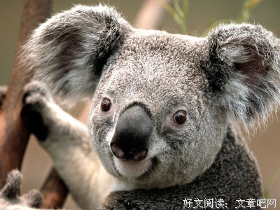 茴笙名言
