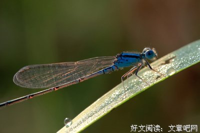 最全的豆娘的格言