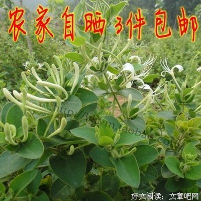 最新的《忍冬》经典句子