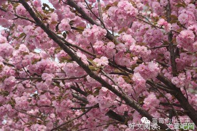 关于青春季----爱情的句子