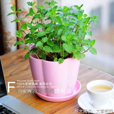 南薄荷座右铭
