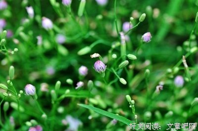 野芳的语句摘抄_关于野芳的语句