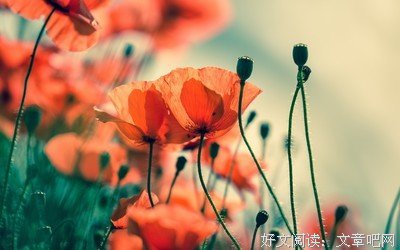 15条关于一分耕耘一分收获的经典语句