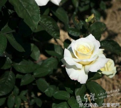 烟花易冷，人出的难分。的优美句子