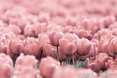 有关张爱玲名言警句