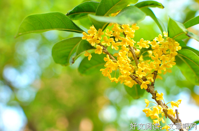 最全的《等风来》小说句子大全