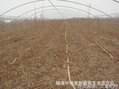 最新的桃子夏的名句