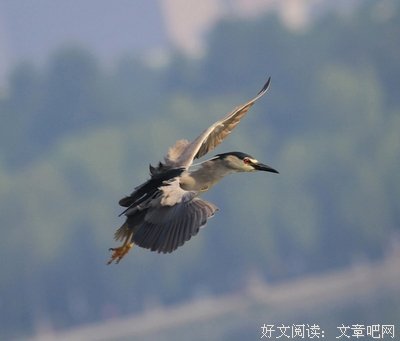 《鹧鸪天》语录摘抄